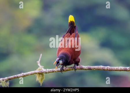 Montezuma Oropendola (Psarocolius montezuma) thront auf einem Zweig, der in der Balz in Costa Rica gezeigt wird. Stockfoto