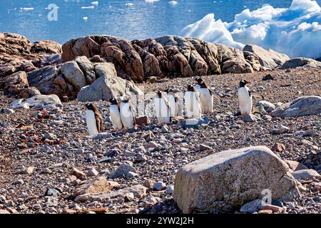 Gentoo-Pinguine in der Antarktis Stockfoto