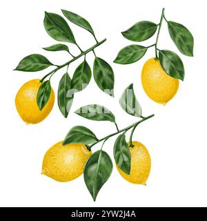 Zweige mit Zitronen. Drei Zitruszweige mit Früchten und Blättern. Saftige gelbe Zitronen. Botanisches Set. Aquarell. Kein Hintergrund Stockfoto