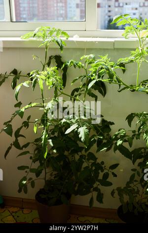 Tomatenanbau in Innenräumen Ein Leitfaden für Wachstum und Pflege von Tomatenpflanzen in Innenräumen Stockfoto