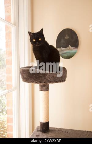Eine schwarze Katze sitzt auf einem Katzenbaum an einem Fenster mit einem Gemälde an der Wand im Hintergrund, Auckland, Neuseeland Stockfoto