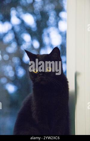 Traurig aussehende schwarze Katze mit hellgelben Augen, die während der Dämmerung an einem Fenster mit einem verschwommenen Baumgrund sitzt, Auckland, Neuseeland Stockfoto