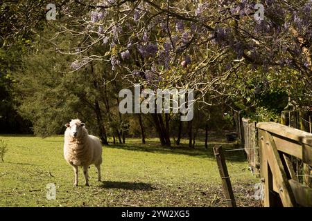 Ein Schaf steht auf einer sonnigen Weide mit blühenden lila Blumen auf Bäumen und einem hölzernen Zaun an der Seite, Auckland, Neuseeland Stockfoto