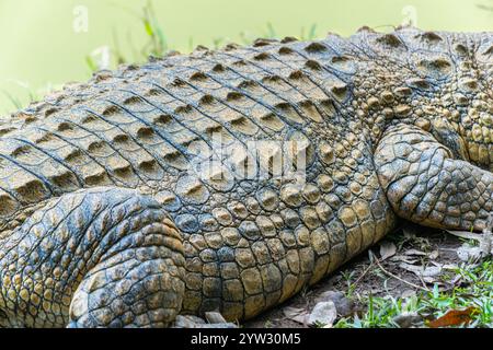 Eine Nahaufnahme eines Krokodils am Teich mit strukturierter Haut und scharfen Zähnen. Das Krokodil liegt auf dem Gras nahe dem Wasser. Andas Stockfoto