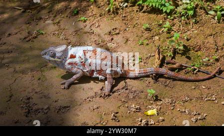 Ein Panther Chamäleon (Furcifer pardalis) mit weißer und rötlich-brauner Haut, die auf dem Boden krabbelt. Die Augen des Chamäleons drehen sich um 180 Grad. Reserv Stockfoto