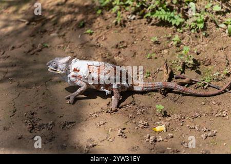 Ein lebhaftes Panther-Chamäleon (Furcifer pardalis) streckt seine lange, klebrige Zunge aus, um eine leckere Leckerei zu fangen, die von einem Park-Ranger angeboten wird. Die Augen des Chamäleons Stockfoto