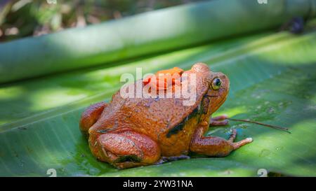 Ein großer Tomatenfrosch (Dyscophus antongilii) trägt auf dem Rücken einen winzigen goldenen Mantella aurantiaca, einen gefährdeten Giftpfeilfrosch. Bot Stockfoto