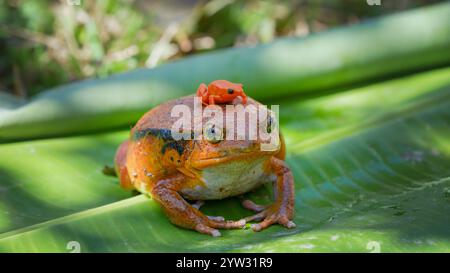 Ein großer Tomatenfrosch (Dyscophus antongilii) trägt auf dem Rücken einen winzigen goldenen Mantella aurantiaca, einen gefährdeten Giftpfeilfrosch. Bot Stockfoto