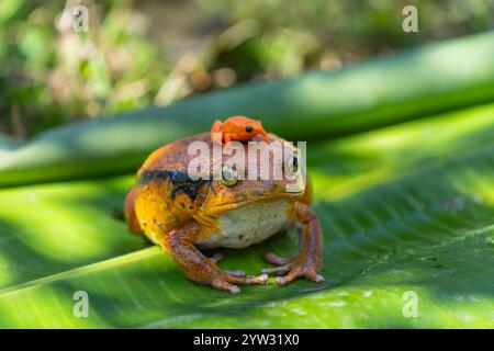 Ein großer Tomatenfrosch (Dyscophus antongilii) trägt auf dem Rücken einen winzigen goldenen Mantella aurantiaca, einen gefährdeten Giftpfeilfrosch. Bot Stockfoto