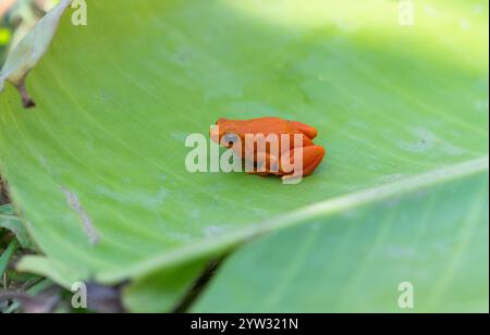 Ein leuchtend orangefarbener goldener Mantella-Frosch sitzt auf einem großen grünen Blatt. Die helle Farbe des Frosches steht im Kontrast zum üppigen grünen Hintergrund, Antananarivo, Mada Stockfoto