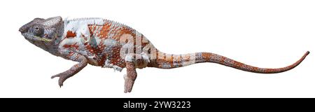 Ein Panther Chamäleon (Furcifer pardalis) mit weißer und rötlich-brauner Haut, die auf dem Boden krabbelt. Die Augen des Chamäleons drehen sich um 180 Grad. Reserv Stockfoto