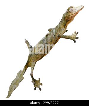 Ein Blattschwanzgecko (Uroplatus fimbriatus), perfekt getarnt auf einem Baumstamm. Sein einzigartiger, blattartiger Schwanz und seine Körperform ermöglichen es, sich in seine einzufügen Stockfoto