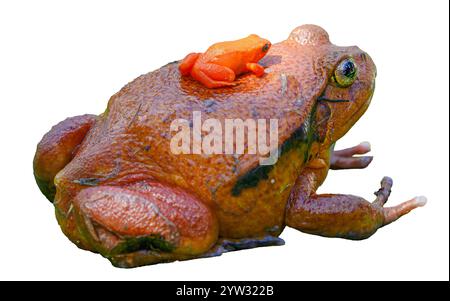 Ein großer Tomatenfrosch trägt auf dem Rücken einen winzigen goldenen Mantellafrosch, einen gefährdeten Giftpfeilfrosch. Beide Arten sind in Madagaskar endemisch. Isoliert Stockfoto