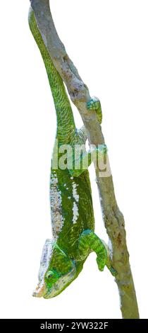 Ein Pfarrer-Chamäleon (Calumma parsonii) mit grüner und gelber Haut auf einem Ast. Das Chamäleon streckt seine Zunge aus, um Insekten im zu fangen Stockfoto