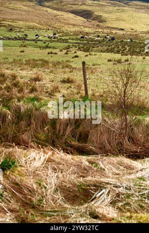 Eine ländliche Landschaft mit Schafen, die auf einem grünen Feld weiden, einem Holzpfosten im Vordergrund und sanften Hügeln im Hintergrund, Highlands, Schottland Stockfoto