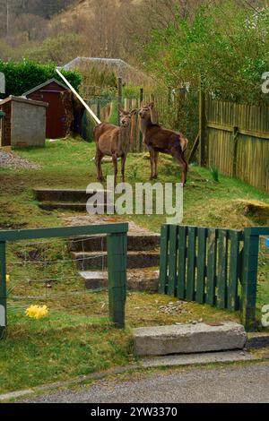 Zwei Hirsche stehen hinter einem grünen Holztor mit einem rustikalen Zaun und Schuppen im Hintergrund, in einem üppigen Hinterhof in Schottland Stockfoto