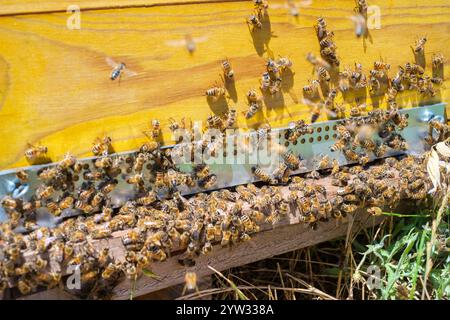 Bienen schwärmen um den Eingang zum Bienenstock im Lavender Field Stockfoto
