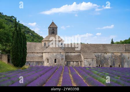 Lavendelfelder in voller Blüte Anfang Juli vor Abtei Abbaye de Sénanque, Vaucluse, Provence-Alpes-Côte d ' Azur, Frankreich Stockfoto