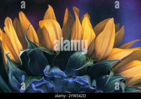 Sonnenblumen (Helianthus Annuus) Stockfoto