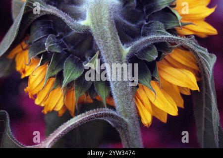 Sonnenblumen (Helianthus Annuus) Stockfoto