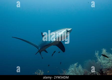 Pelagischer Dreschhai, Alopias pelagicus, Malalpascua Island, Cebu, Philippinen Stockfoto