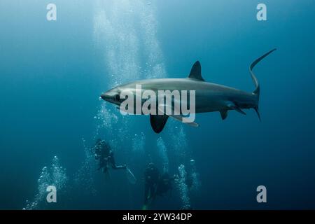 Pelagischer Dreschhai, Alopias pelagicus, Malalpascua Island, Cebu, Philippinen Stockfoto