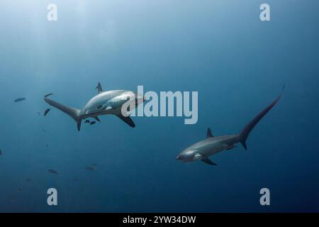 Pelagischer Dreschhai, Alopias pelagicus, Malalpascua Island, Cebu, Philippinen Stockfoto