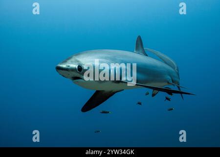 Pelagischer Dreschhai, Alopias pelagicus, Malalpascua Island, Cebu, Philippinen Stockfoto