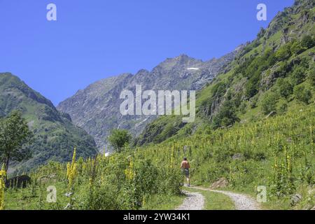 Blühende Maulein (Verbascum), Wanderung zum Refugio Soria Ellena, Entracque, Provinz Cuneo, Italien, Europa Stockfoto