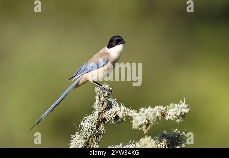 Blaue Elster (Cyanopica Cookie), Extremadura, Spanien, Europa Stockfoto