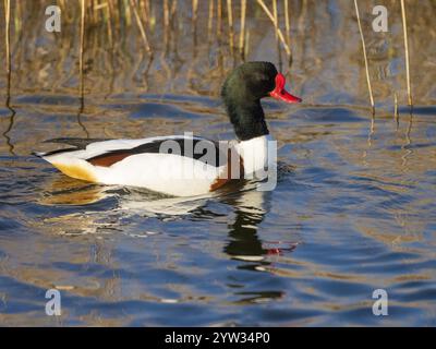 Gewöhnliche Schutzente (Tadorna tadorna), männlicher erwachsener Vogel, schwimmt entlang eines Grabens, mit seiner Reflexion im Wasser, Insel Texel, Holland Stockfoto