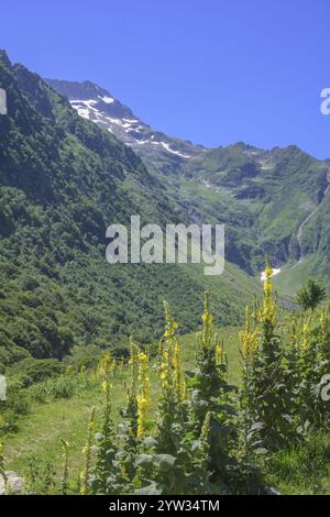 Blühende Maulein (Verbascum), Wanderung zum Refugio Soria Ellena, Entracque, Provinz Cuneo, Italien, Europa Stockfoto