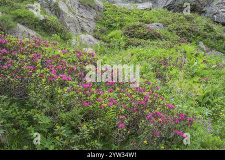 Haarige Alpenrose (Rhododendron hirsutum) oder Alpenrose, Entracque, Provinz Cuneo, Italien, Europa Stockfoto