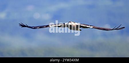 Spanischer Kaiseradler (Aquila adalberti) im Flug bei der ersten Morgenbeleuchtung, Kastilien-La Mancha, Spanien, Europa Stockfoto