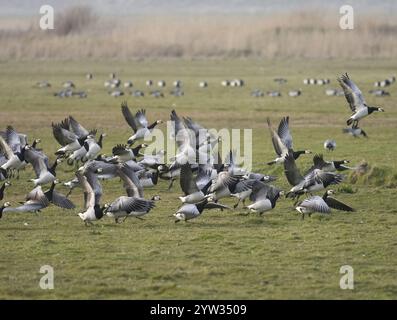 Barnacle Gänse (Branta leucopsis), eine Herde von ausgewachsenen Vögeln auf einem Feld, die im Flug starten, Insel Texel, Holland Stockfoto