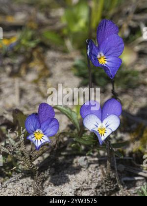 Wild Heartsease (Viola tricolor), Pflanzen wachsen zwischen Sanddünen, Insel Texel, Holland Stockfoto