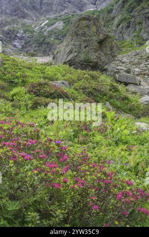 Haarige Alpenrose (Rhododendron hirsutum) oder Alpenrose, Entracque, Provinz Cuneo, Italien, Europa Stockfoto