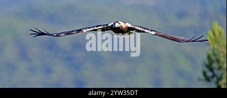 Spanischer Kaiseradler (Aquila adalberti) im Flug bei der ersten Morgenbeleuchtung, Kastilien-La Mancha, Spanien, Europa Stockfoto