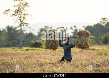 Eine Landwirtin trägt am 1. Dezember 2024 auf einem Reisfeld in Bokakhat (Indien) geernteten Reisfeld. Sali-Reis ist der wichtigste Ric Stockfoto