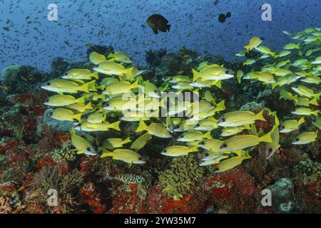 Schwarm von blau gestreiften Schnapper (Lutjanus kasmira) schwimmt über farbenfrohen, gesunden, intakten tropischen Korallenriffen in tropischen Gewässern Meer, indische OCE Stockfoto