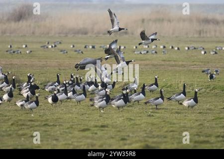 Barnacle Gänse (Branta leucopsis), Herde von ausgewachsenen Vögeln auf einem Feld, bereit und kurz vor dem Flug, Insel Texel, Holland Stockfoto