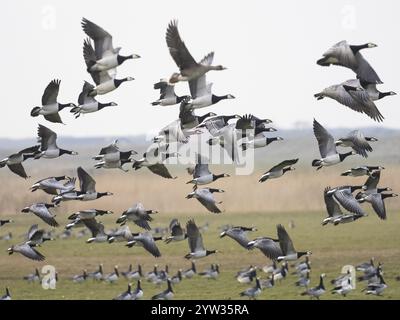 Barnacle Gänse (Branta leucopsis), Herde ausgewachsener Vögel im Flug, Insel Texel, Holland Stockfoto