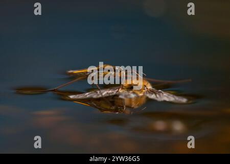 Sandpiper (Gerris lacustris), Europäische Honigbiene (APIs mellifera), Rheinland-Pfalz, Deutschland, Europa Stockfoto