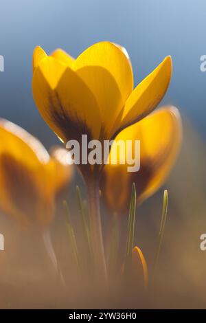 Snow crocus, Deutschland, (Crocus chrysanthus), Europa Stockfoto