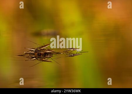 Sandpiper (Gerris lacustris), westliche Honigbiene (APIs mellifera), Rheinland-Pfalz, Deutschland, Europa Stockfoto