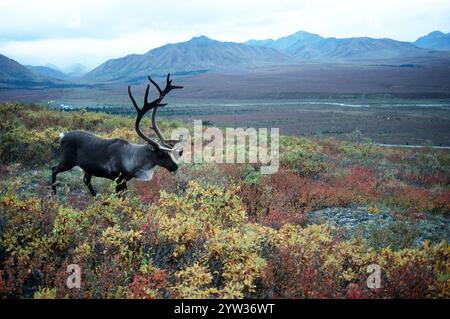 Karibusbulle im Herbst, Denali-Nationalpark, Alaska, USA (Rangifer tarandus), Nordamerika Stockfoto