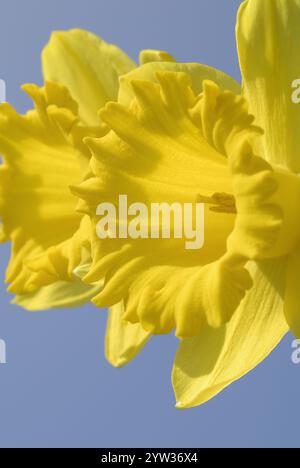 Daffodil (Narcissus pseudonarcissus) Stockfoto