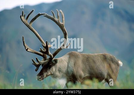 Karibusbulle, Denali-Nationalpark, Alaska, USA (Rangifer tarandus), Nordamerika Stockfoto