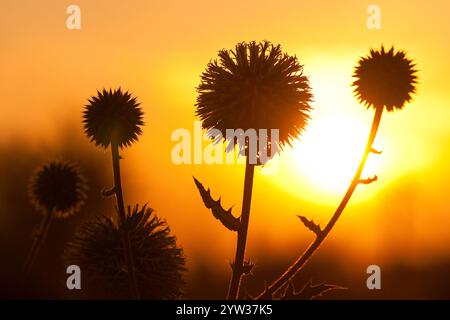 Drüsendistel (Echinops sphaerocephalus), Sonnenuntergang, Rheinland-Pfalz, Deutschland, Europa Stockfoto