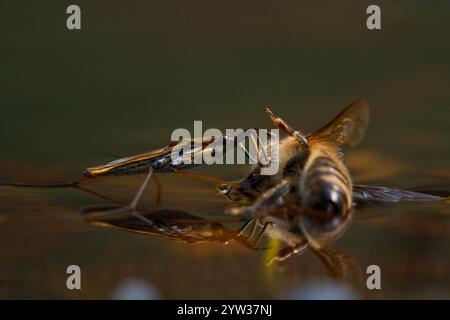 Sandpiper (Gerris lacustris), westliche Honigbiene (APIs mellifera), Rheinland-Pfalz, Deutschland, Europa Stockfoto